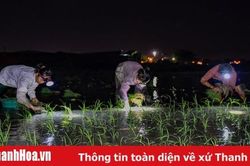 Nông dân Thanh Hóa soi đèn cấy lúa trong đêm