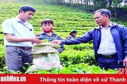 Sức sống mới ở Bình Sơn