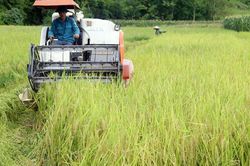 Năng suất lúa xuân ước đạt trên 60 tạ/ha