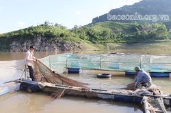 Phát triển nghề nuôi cá lồng ở Phù Yên