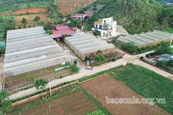 Nâng cao hiệu quả hoạt động các HTX ở Mộc Châu