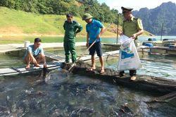 Nuôi cá đặc sản: Hướng làm giàu ở Lâm Bình