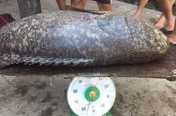 Thu hoạch cá mú nghệ 'khổng lồ' nuôi trên phá Tam Giang