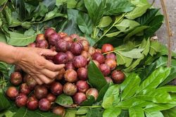 Những điều kiêng kỵ và món ăn không thể thiếu trong Tết Đoan ngọ