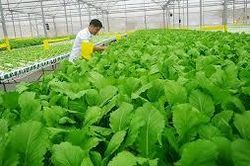 Phê duyệt Đề án phát triển nông nghiệp hữu cơ