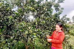 Cải tạo vườn tạp, người phụ nữ Cơ Tu thu nhập trăm triệu mỗi năm