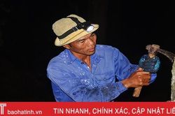 Theo chân nông dân Hà Tĩnh đội đèn đi cạo nhựa thông tránh nắng
