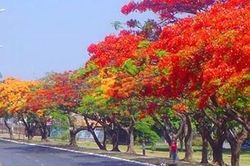 Hạ cháy