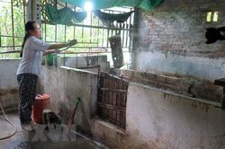 Cao Bằng: Dịch tả châu Phi tái bùng phát, tiêu hủy 600 con lợn