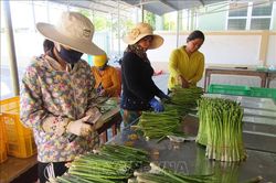 Củng cố và phát huy hiệu quả kinh tế tập thể
