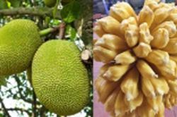 Tuyệt chiêu bóc mít chỉ bằng một đường cắt, chưa đầy 3 phút là được ăn