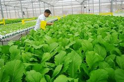 Phê duyệt Đề án phát triển nông nghiệp hữu cơ