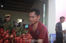 Đời phu vải