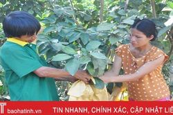 Đôi vợ chồng khiếm khuyết và ước mơ gây dựng vườn bưởi đặc sản Hà Tĩnh