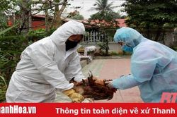Nỗ lực giám sát dịch bệnh trên đàn vật nuôi