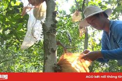 Tăng thu nhập từ chuyển đổi cây trồng