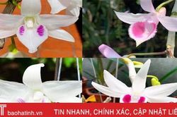 Nhân giống hoa lan cho thu nhập tốt ở Hà Tĩnh