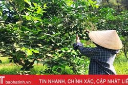 Vợ chồng trẻ biến đồi hoang thành 'đất vàng'