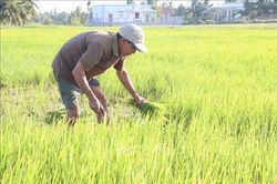 Chưa thể xuống giống vụ Hè Thu do hạn mặn kéo dài