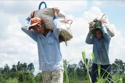 Lúa và dưa hấu tại Vĩnh Long 'bầm dập' do mưa kéo dài