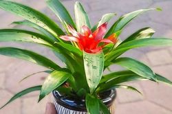 5 loại cây phong thủy cực tốt đặt ở ban công để chiêu tài, trừ tà