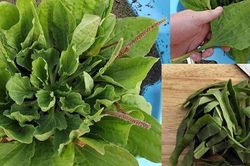Bài thuốc cai thuốc lá nổi tiếng được chế biến dễ dàng từ loại cây có sẵn không ngờ, ít ai để ý