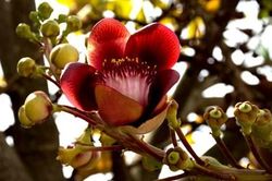 Rực đỏ trên phố biển Vũng Tàu
