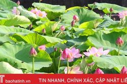 'Đuổi bèo' gieo sen làm đẹp đô thị Hà Tĩnh