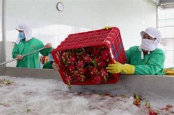 EVFTA: Yếu tố tiên quyết để nông nghiệp Việt thành công khi thâm nhập thị trường EU