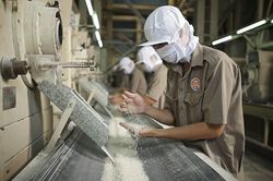 Muốn hưởng ưu đãi thuế vào EU, gạo phải được cấp giấy chứng nhận trước khi sản xuất