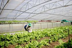 Xây dựng nông thôn mới kiểu mẫu: Chú trọng phát triển chiều sâu