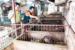 Thoái trào nghề nuôi động vật rừng thông thường