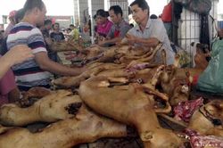 Trung Quốc: Mặc lên án, lễ hội thịt chó vẫn nườm nượp người giữa đại dịch