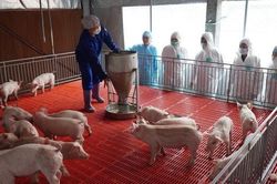 Dịch tả lợn châu Phi có nguy cơ tái phát, nhiều biện pháp ngăn chặn gấp rút được triển khai