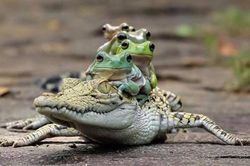 Ngạc nhiên cảnh ếch xanh ngang nhiên 'đè đầu cưỡi cổ' cá sấu
