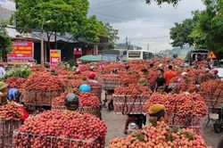 Mùa vụ vải thiều 2020: Sản lượng cao, đáp ứng các thị trường khó tính