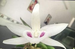 Giải mãi bí ẩn những giò lan trị giá ngang biệt thự phố