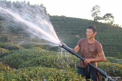 Nông dân Nghệ An gồng mình chống 'cháy' cho chè