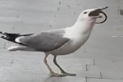 Đoạn video gây sốt cảnh hải âu đói bụng nuốt chửng con chuột khổng lồ