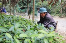 Cao Bằng: Làm giàu từ mô hình kinh tế vườn, rừng