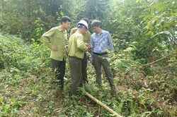 Bảo vệ tốt diện tích rừng do doanh nghiệp bàn giao
