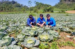 Hiệu quả trồng rau trái vụ ở Na Hang