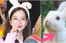 Blackpink nghĩ về thú cưng nào mỗi khi gặp mặt, 'cười té ghế' với kết quả cuối