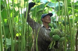 Trồng sen 'khổng lồ' lấy hạt, nông dân thu cả trăm triệu đồng
