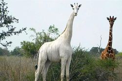 Phát hiện một con hươu cao cổ lông trắng quý hiếm ở Kenya