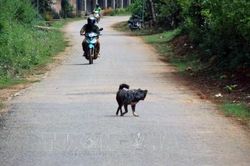 Đắk Lắk ghi nhận 5 trường hợp tử vong do bệnh dại