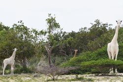 Phát hiện hươu cao cổ lông trắng quý hiếm ở Kenya