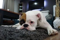 Pháp luật có cấm nuôi chó, mèo ở chung cư không?
