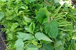 Lợi ích quý giá của rau lang, càng ăn cơ thể càng có nhiều dinh dưỡng tốt