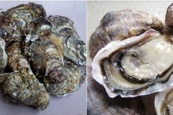 Cách chọn hàu tươi ngon, nhiều thịt